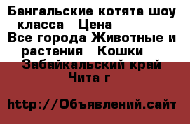 Бангальские котята шоу класса › Цена ­ 25 000 - Все города Животные и растения » Кошки   . Забайкальский край,Чита г.